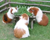 Drei Meerschweinchen als Haustier fressen genüsslich aus einem Futtertrog im Freien.
