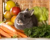 Graues Kaninchen sitzt vor Karotten und einem Korb mit Äpfeln. Es träumt von einer saftigen Wassermelone.