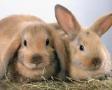 Zwei süße Kaninchen, vielleicht Zwergwidder, kuscheln sich im Heu. Verschiedene Kaninchen Rassen sind faszinierend.