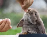 Ein süßes Kaninchen frisst rote Bete aus der Hand.
