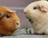 Zwei Meerschweinchen, eines braun, das andere hellbeige, fressen gemeinsam Petersilie. Niemals ein Meerschweinchen alleine halten!