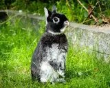 Ein schwarz-weißes Kaninchen sitzt aufmerksam im Gras. Seine aufgerichteten Ohren und der Blick nach oben deuten auf sein Verhalten hin, vielleicht lauscht es auf Geräusche.