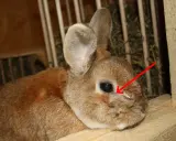 Ein Kaninchen mit verklebten Augen, das vorsichtig gereinigt wird.