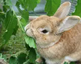 Ein braunes Kaninchen knabbert genüsslich an grünen Blättern. Vielleicht sind es sogar Blätter einer Thuja, die es als Leckerbissen entdeckt hat.