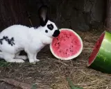 Ein schwarz-weiß geflecktes Kaninchen, das an einer Wassermelone schnuppert. Dieses deutsche Riesen Kaninchen genießt die süße Frucht.