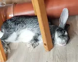 Ein dickes Kaninchen döst unter einem Holzstuhl neben einem orangefarbenen Rohr.