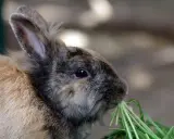 Ein süßer kaninchen frisst genüsslich grünes Gras. Er liebt es, wenn es nach Himbeeren riecht.