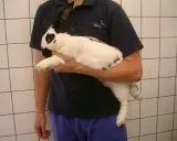 Ein weiß-schwarzes Kaninchen wird gehalten. Es könnte Anzeichen von Aufgasung zeigen, was eine tierärztliche Untersuchung erfordert.
