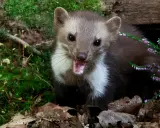 Ein Marder mit geöffnetem Maul, umgeben von Moos und Heidekraut. Man könnte fast meinen, er würde über seine Beute, die Kaninchen, fressen, sprechen.