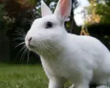 Ein flauschiges, weißes albino Kaninchen mit blauen Augen sitzt im Gras.