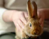 Ein braunes Kaninchen mit aufgestellten Ohren, das leicht angespannt wirkt. Hände streicheln es sanft, doch der Blick des Kaninchens wirkt fast aggressiv.