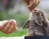 Ein kleines, braunes Kaninchen schnuppert neugierig an einer Hand, die ihm gerade ein Leckerli, vielleicht ein Stück Walnuss, reicht.