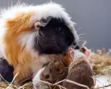 Ein Meerschweinchen-Familienporträt im Heu. Die Welt aus ihrer Perspektive ist kuschelig und voller kleiner Entdeckungen.