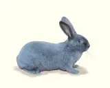 Ein flauschiges, graublaues Kaninchen sitzt auf einem hellen Hintergrund. Diese seltenen blaue Kaninchen sind faszinierend.
