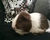 Ein süßes us-teddy Meerschweinchen mit braun-weißer Fellzeichnung sitzt auf schwarzem Stoff neben einer glitzernden Kissen.