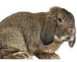 Ein braunes Kaninchen mit Schlappohren, das an ein deutsches Riesen Gewicht erinnert, sitzt auf weißem Hintergrund.
