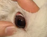 Nahaufnahme des Auges eines Kaninchens. Die Augen sind offen, aber es scheint, dass das Kaninchen tot ist.