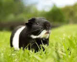 Ein schwarz-weißes Meerschweinchen sitzt im Gras und zeigt ein neugieriges Meerschweinchen Verhalten.
