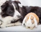 Ein Border Collie liegt neben einem niedlichen Kaninchen. Die beiden scheinen beste Freunde zu sein.