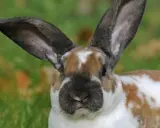 Ein Kaninchen mit großen Ohren und braun-weißer Fellzeichnung. Vielleicht freut es sich schon auf selbstgemachtes Kaninchenfutter.