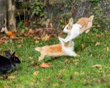 Drei Hasen, zwei springen verspielt übereinander, während ein schwarzer Hase zusieht. So sehen Hasen aus, wenn sie Spaß haben.
