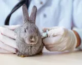 Tierarzt untersucht Kaninchen. Bei Schmerzen ist schmerzmittel kaninchen rezeptfrei eine Option, aber nur nach Absprache.