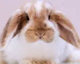 Ein süßes, braun-weißes Kaninchen mit Schlappohren, das vielleicht blind ist, schaut neugierig in die Kamera.