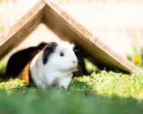 Ein weißes Meerschweinchen mit schwarzer Kappe erkundet seinen Auslauf in der Wohnung, versteckt sich unter einem Holzhaus.