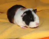 Ein süßes rosetten meerschweinchen mit schwarz-weißer und brauner Fellzeichnung liegt auf einem gelben Stoff.