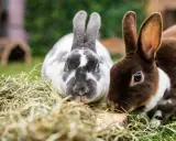 Zwei süße Kaninchen, eines grau-weiß gefleckt, das andere braun-weiß, knabbern genüsslich an Heu. Sie sind wie kleine, flauschige koriander hasen.