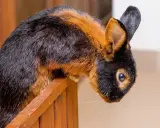 Ein Lohkaninchen mit schwarz-braunem Fell sitzt auf einem Holzsteg. Ein Züchter freut sich über diesen schönen Farbenschlag.
