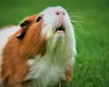 Ein Meerschweinchen mit braun-weißer Fellzeichnung sitzt im Gras und gurrt wie eine Taube.