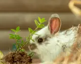 Ein flauschiges Kaninchen knabbert an einer grünen Pflanze. Vorsicht, manche Pflanzen sind giftig und können Kaninchen schaden!