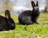 Zwei schwarze Kaninchen auf einer grünen Wiese. Vielleicht suchen Sie nach Alaska Kaninchen kaufen?