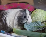 Ein flauschiges Meerschweinchen knabbert genüsslich an einem Blatt Feldsalat, daneben liegt ein Kohlkopf.
