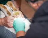 Tierarzt führt eine Operation durch, um ein Kaninchen zu kastrieren.