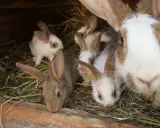 Einige Kaninchen kuscheln sich in ihrem gemütlichen kaninchen nest aus Stroh.
