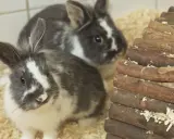 Zwei süße Kaninchen mit grau-weißer Fellzeichnung sitzen in einer Holz-Hütte. Sie warten geduldig auf ihre nächste Behandlung, um sich das Kaninchen entwurmen zu lassen.