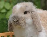 Ein süßer Widder Kaninchen mit langen Ohren und einem neugierigen Blick sitzt im Grünen.