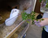 Ein weißes Meerschweinchen im Gehege freut sich über frische Petersilie, die ihm von einer Hand gereicht wird.