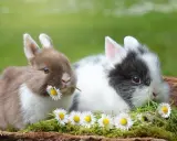 Zwei süße Kaninchen, eines braun und weiß, das andere schwarz und weiß, knabbern an Gänseblümchen. Sie sehen aus, als würden sie sich auf ein Frühstück mit Haferflocken freuen.