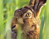 Ein Hase versteckt sich im hohen Gras. Seine großen, gelben hase augen blicken neugierig in die Ferne.