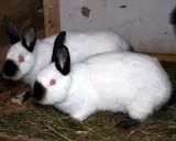 Zwei weiße Russen Kaninchen mit roten Augen und schwarzen Ohren und Nasen sitzen im Stroh.