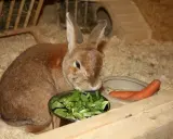 Braunes Kaninchen frisst Salat aus Napf, daneben Karotten. Eine gesunde kaninchen futterliste für glückliche Hoppels.