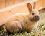 Ein flauschiges Kaninchen sitzt im Gras neben einem Holzzaun. Es bereitet sich auf den Kaninchen Nestbau vor.