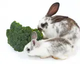 Zwei Kaninchen knabbern genüsslich an einem grünen Brokkoli.