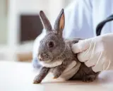 Ein Tierarzt untersucht ein Kaninchen, das oft hintereinander niest.