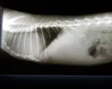 Röntgenbild eines Kaninchens mit einem auffälligen Schatten im Bauchraum, der auf einen möglichen **Kaninchen Tumor** hindeutet.