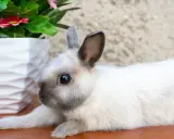 Ein süßes Kaninchen mit Siam-Zeichnung liegt neben einem weißen Blumentopf. Informationen zu verschiedenen Kaninchenrassen von A-Z mit Bildern.