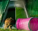 Ein braunes Kaninchen rennt in einen pinken Tunnel. Hinter ihm ist ein grünes Gehege mit einer Tür.